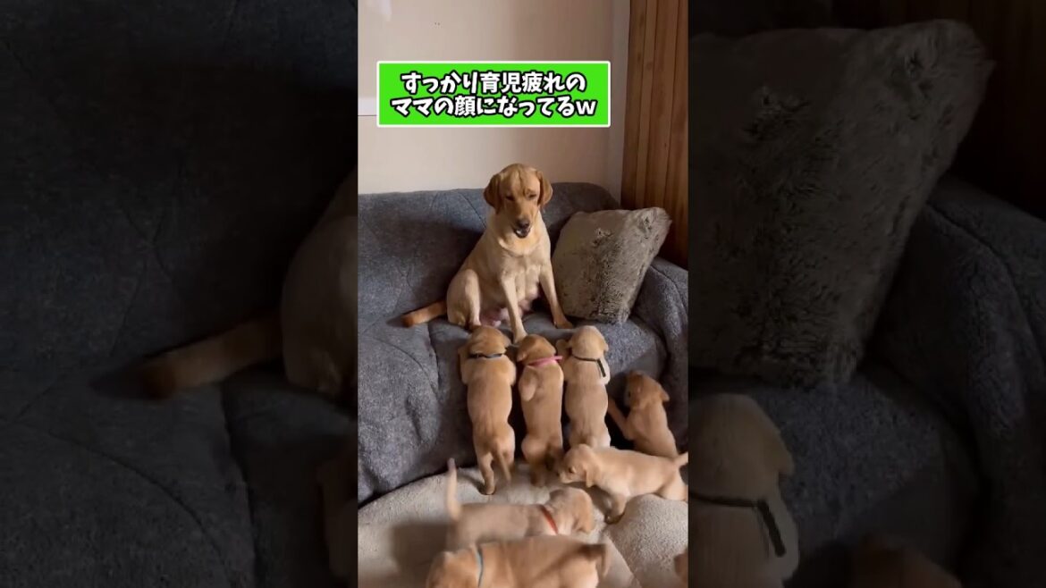 ラブラドールさんの動画見て笑ったら寝ろwww　#ラブラドールレトリバー #笑える #大型犬のいる生活