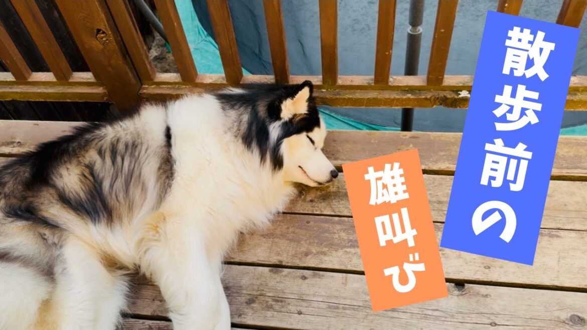 シベリアンハスキーの毎日の散歩前、こんな感じです・・・