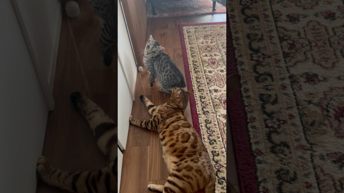 歯磨きおやつで遊ぶユキオとシンタロー😹#癒し動画 #cat #ねこ #猫のいる暮らし #cute #ocicat#bengalcat #ベンガル