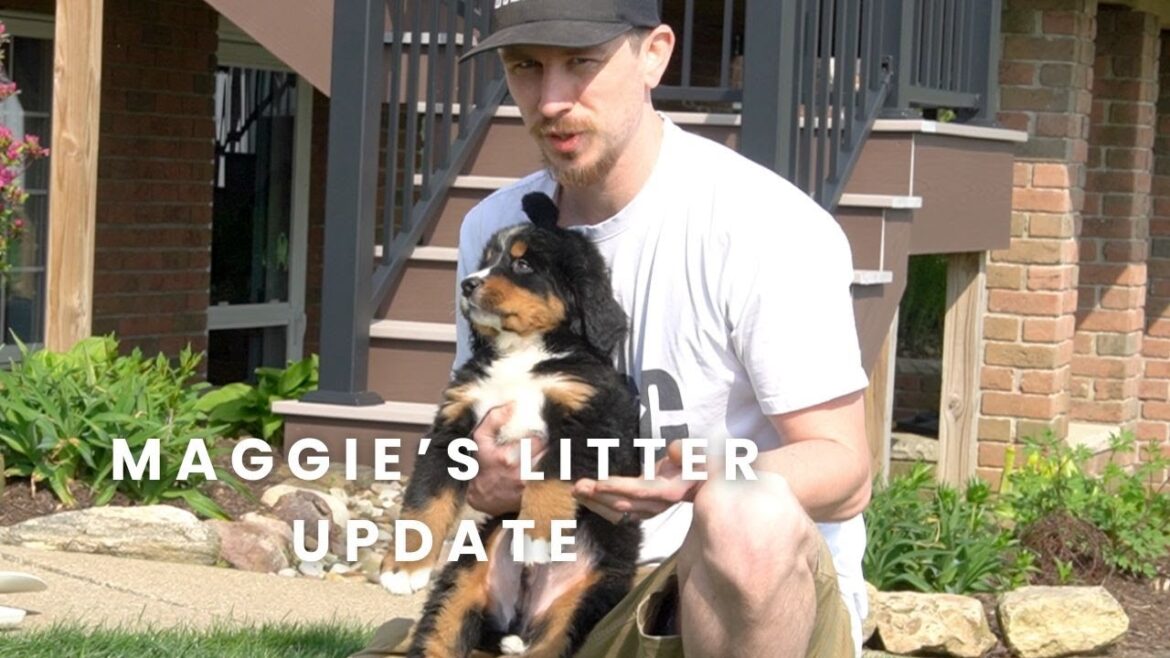 マギーのバーニーズ・マウンテン・ドッグの子犬たち | 子犬の最新情報! マギーのバーニーズ・マウンテン・ドッグの子犬たち | 子犬の最新情報!