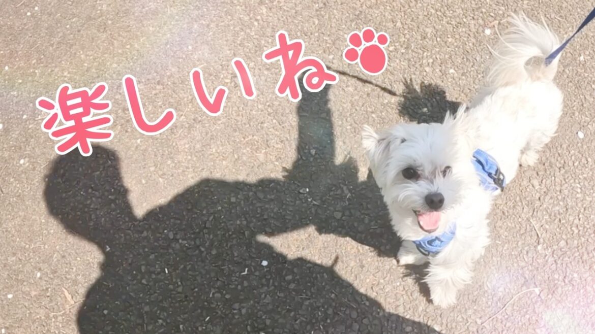 【元保護犬】桜とコラボのマルチーズ！2025の記録！♯105