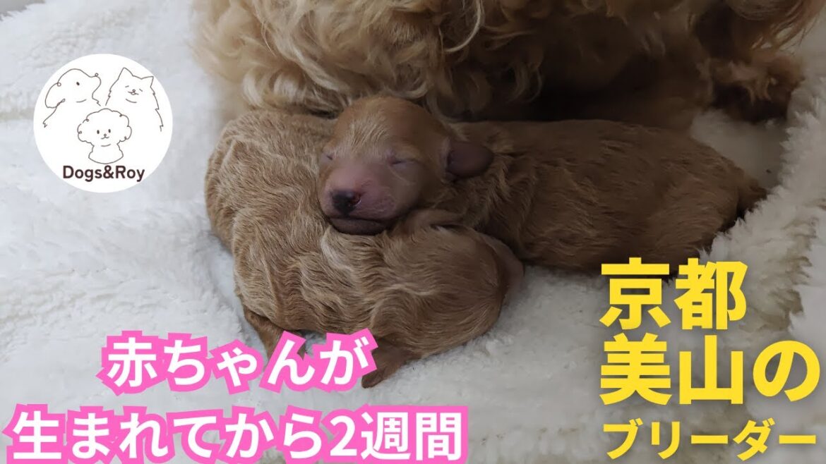 【トイプードル】飼い主様を募集中です。#トイプードル #パピー #赤ちゃん #サモエド #ゴールデンレトリバー 【トイプードル】飼い主様を募集中です。#トイプードル #パピー #赤ちゃん #サモエド #ゴールデンレトリバー