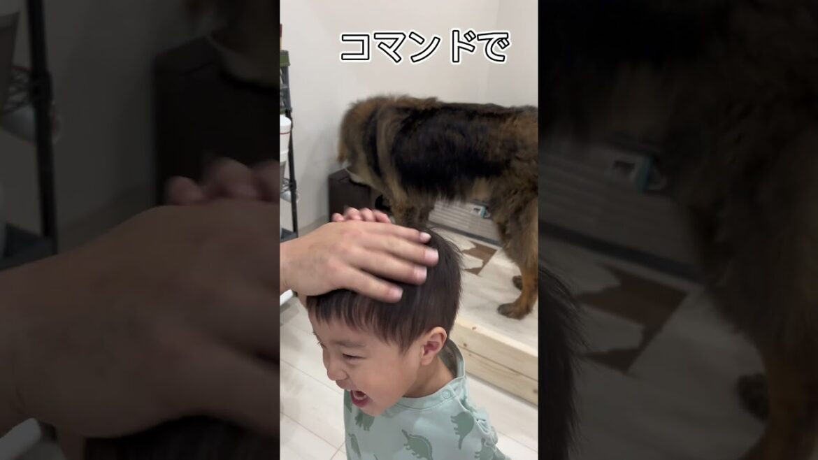 【超大型犬】　ショート ぼくが主人だぞ！　Leonberger　レオンベルガー ＃Shorts  #大型犬のいる生活 #モフモフ