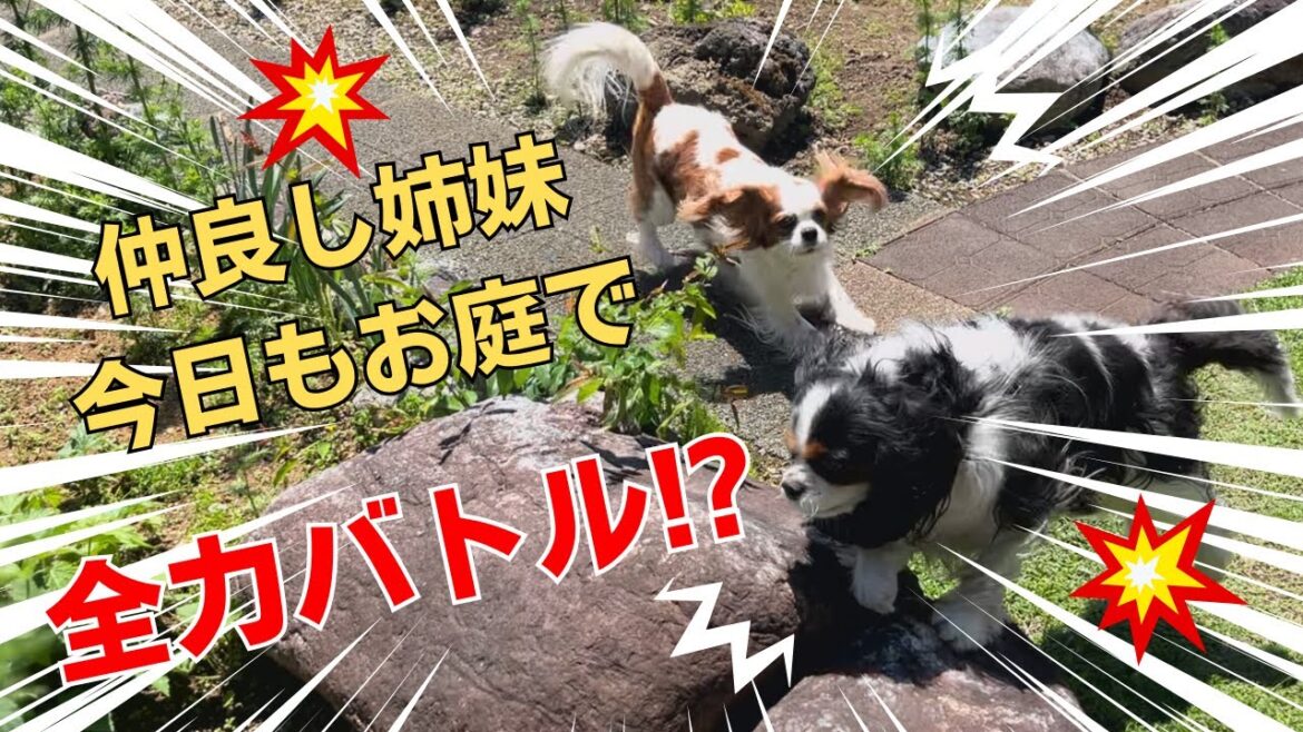 本日のキャバリア姉妹🐶お庭で仲良く？じゃれ合う様子をスマホジンバルで撮ってみました #キャバリア #キャバリアチョコミルク #キャバリア姉妹