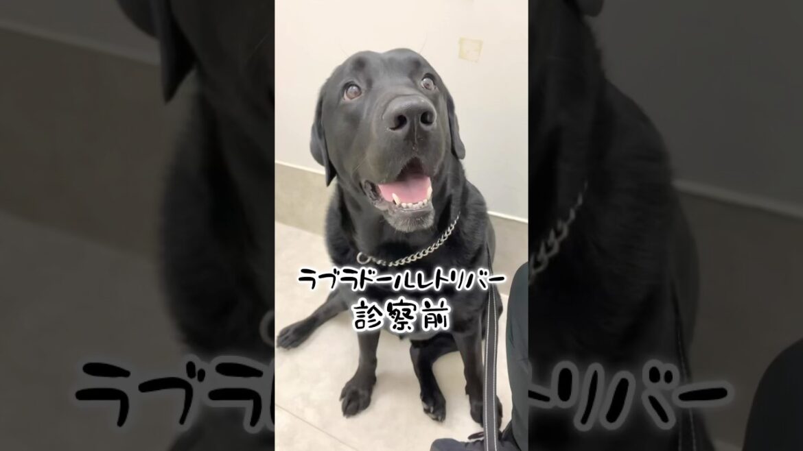外耳炎と爪切りと肛門腺がんばりました🥹 #ラブラドールレトリバー #黒ラブ #大型犬