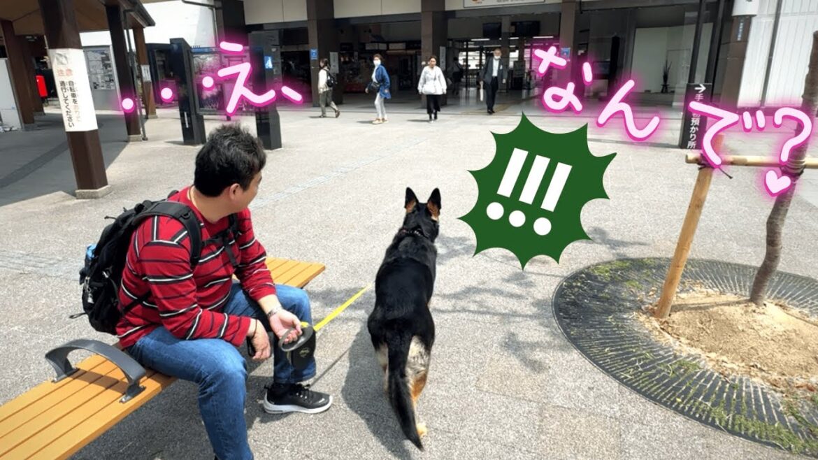 旅先で会うはずないじぃじとばぁばに会った時の愛犬がかわいすぎましたw
