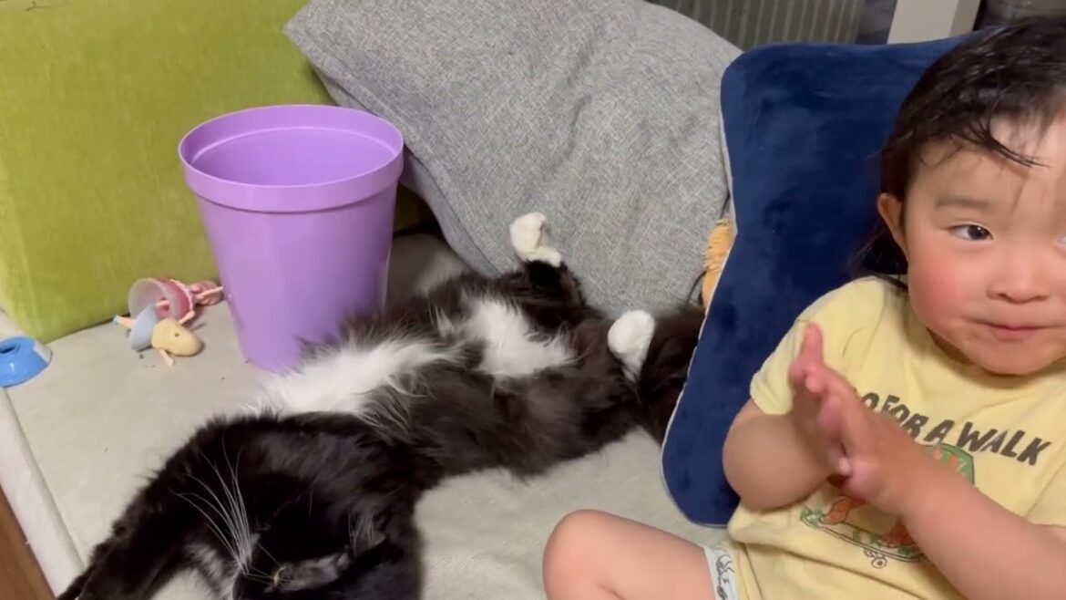 風呂上がりの幼児から可愛がられる猫　ラガマフィン