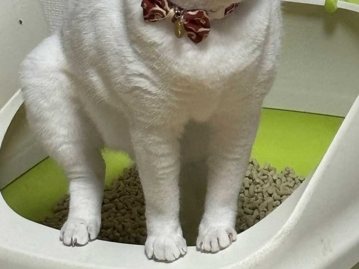 用を足すため踏ん張る猫 その時の表情が?「武士の面構え」「ヤクザ映画に出てきそう」 – grapee.jp 猫の写真