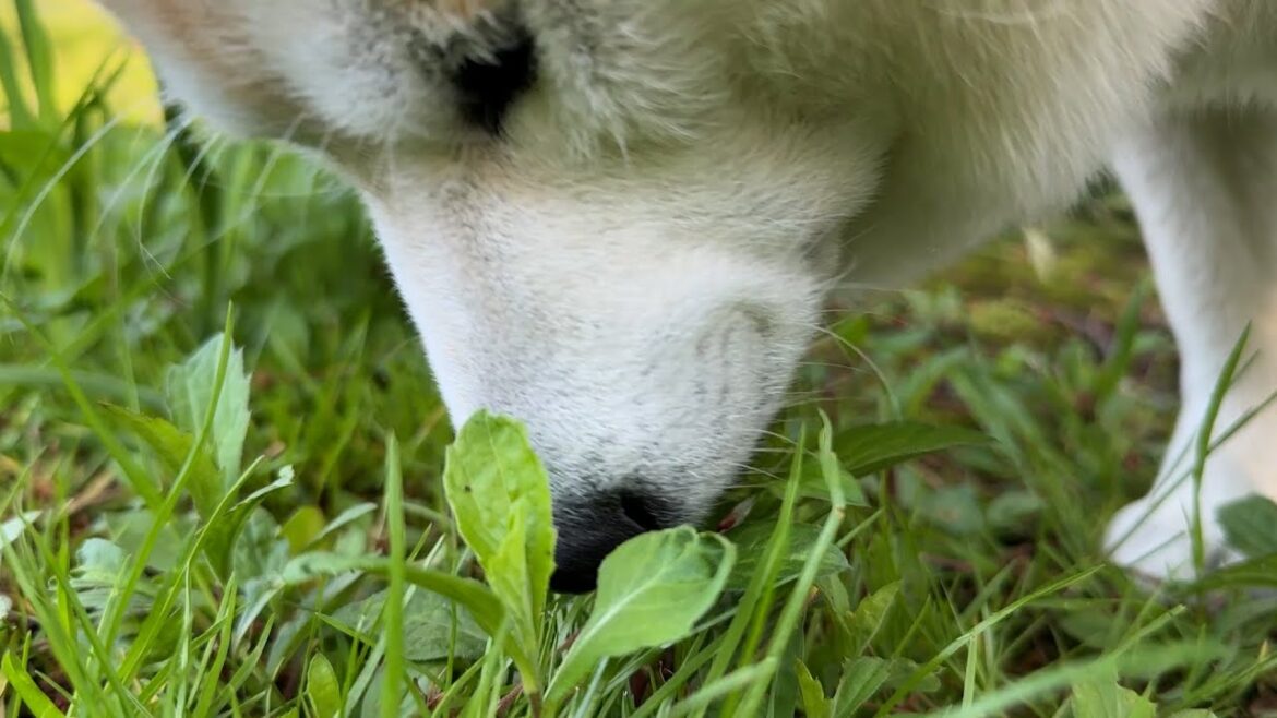 朝っぱらから鼻を草むらにくっつけて、ふんふんする柴犬