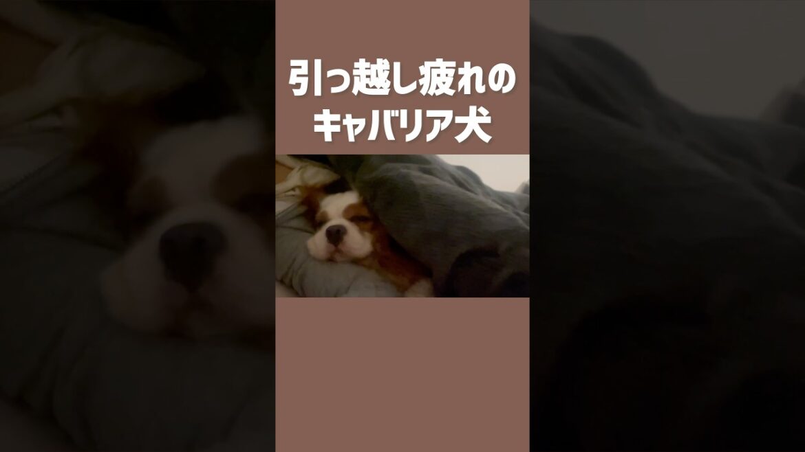 慣れない引っ越しで疲れ果てたキャバリア犬と飼い主 #shorts