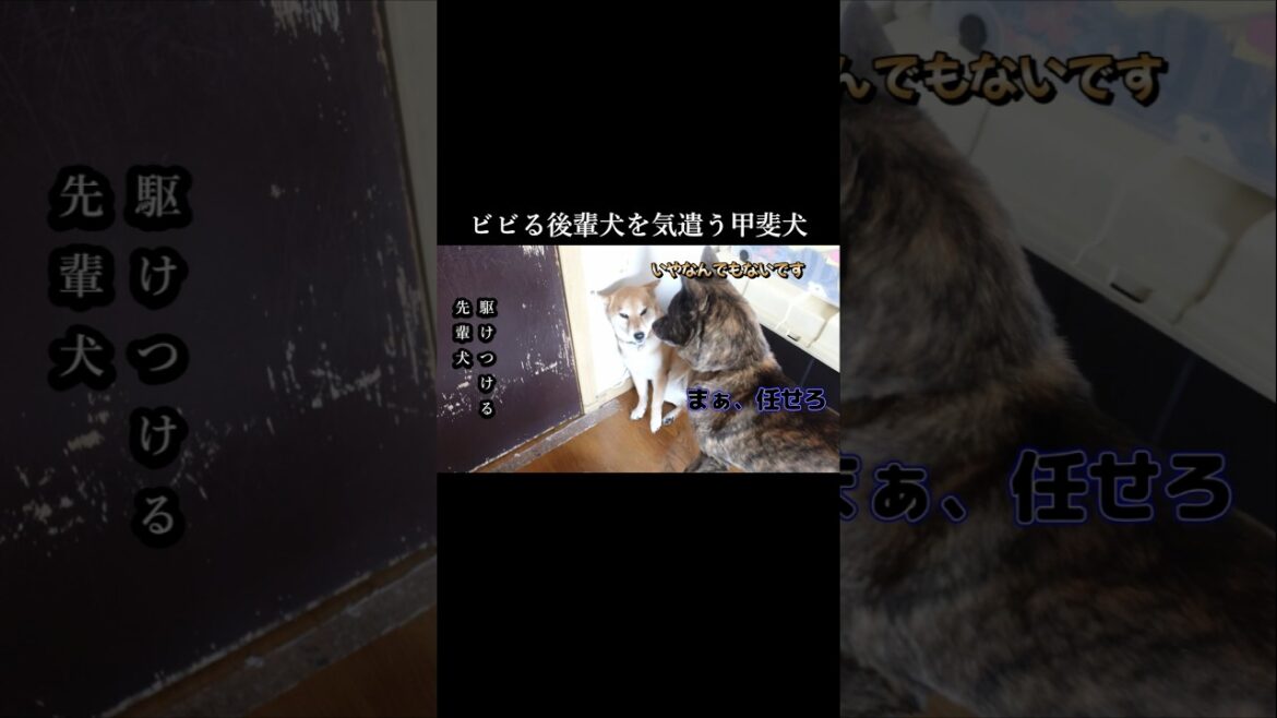 怖がる柴犬を気遣う甲斐犬。しかし怖がってる原因は… #柴犬#甲斐犬 #youtubeshorts