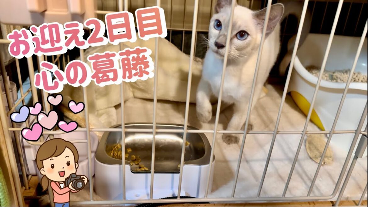 【トンキニーズ】子猫 お迎え2日目 心の葛藤