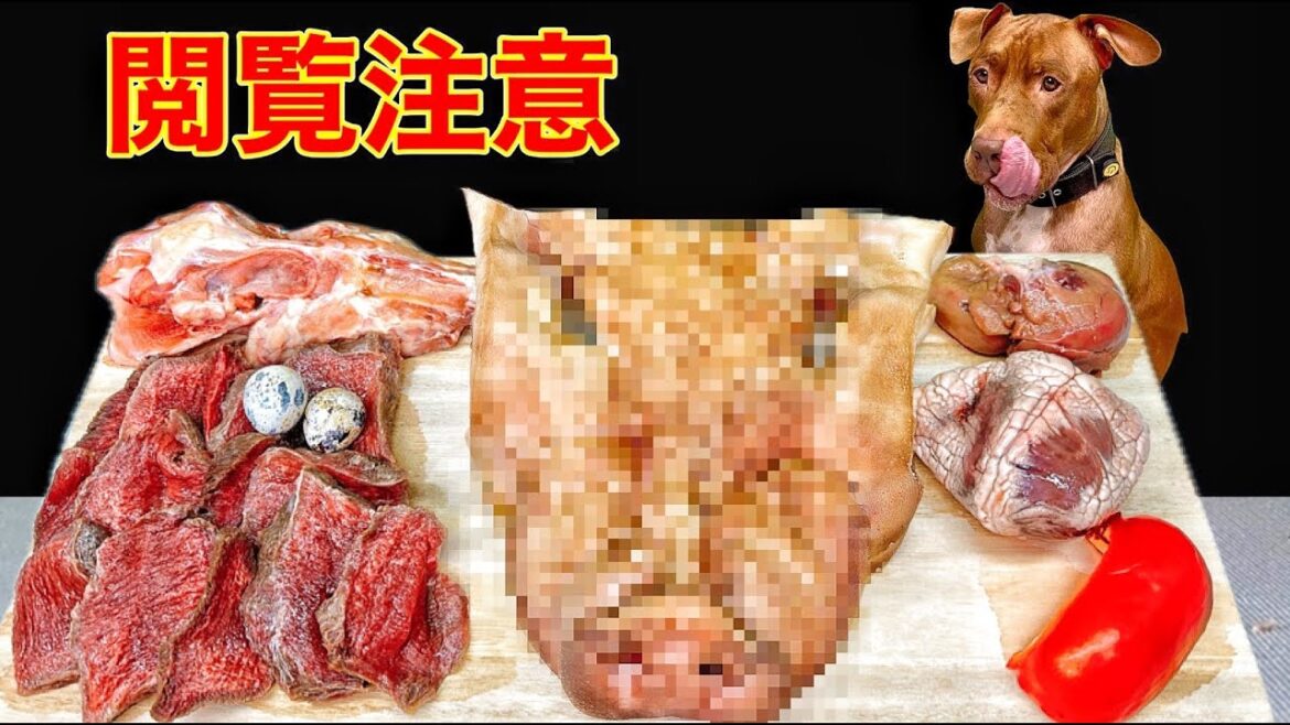 犬が食べる音!!生肉を豪快に食べるピットブルの咀嚼音がクセになる