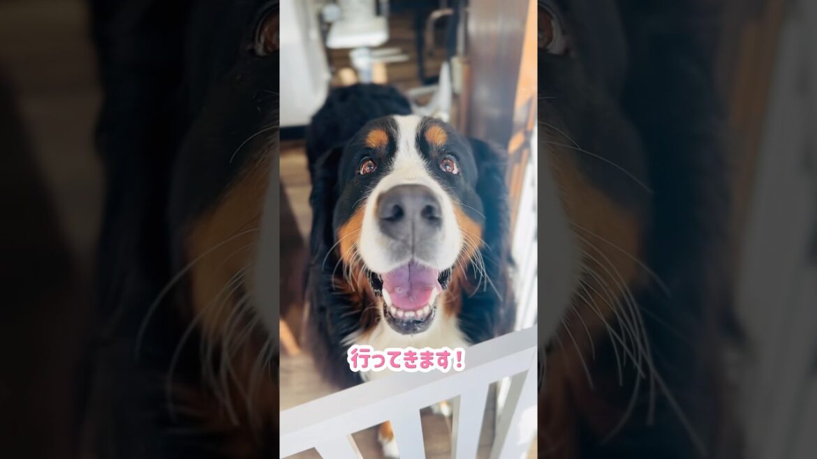 プロの技でモフモフ仕上がり✨バーニーズの美容室DAY🐾