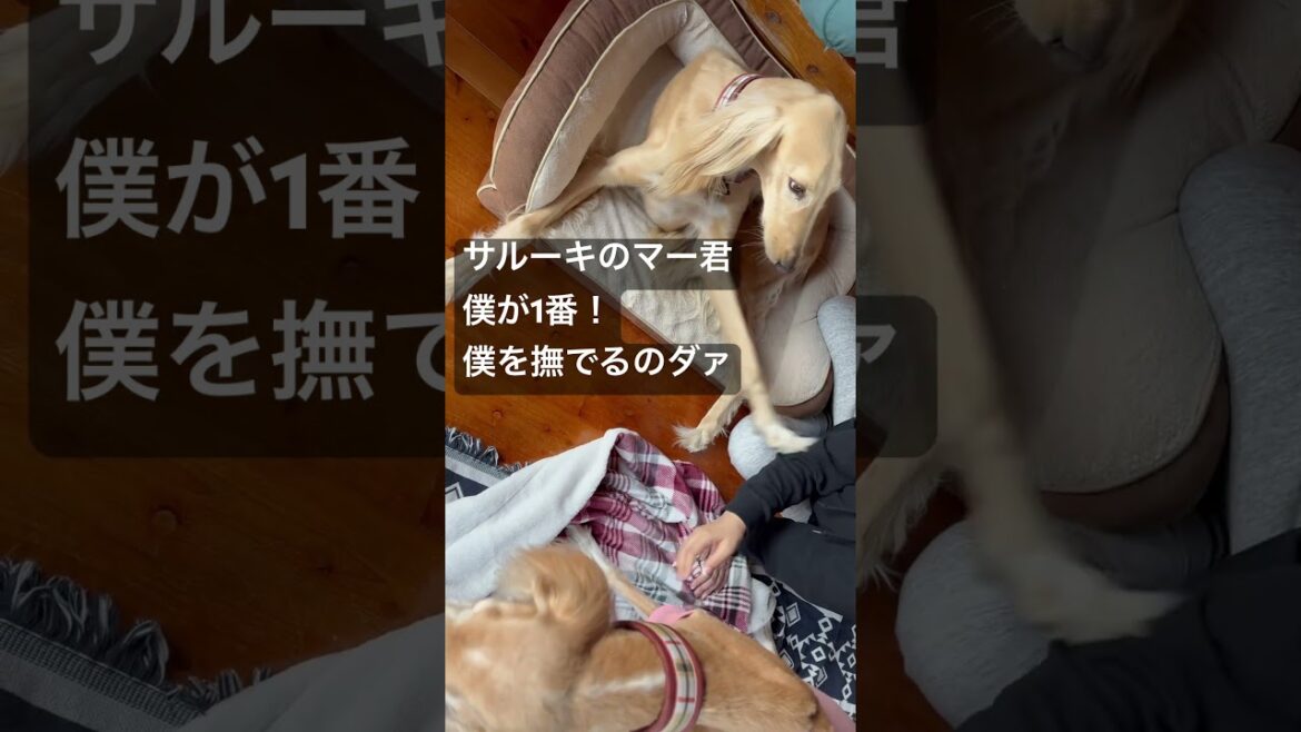 サルーキなマー君、僕を撫でろ催促の嵐 #saluki #サルーキ#大型犬 #pets