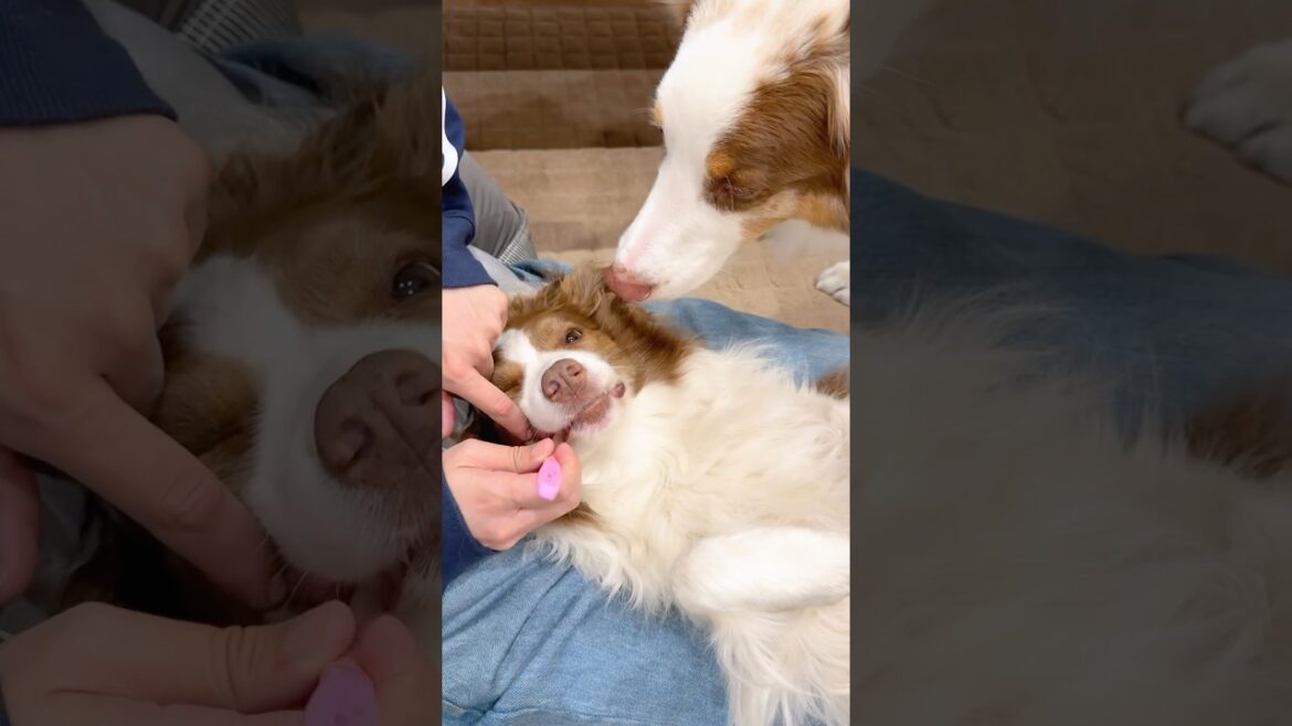 されるがまま歯ブラシをしてもらう犬達が可愛い😂♡【ボーダーコリー・オーストラリアンシェパード】#shorts されるがまま歯ブラシをしてもらう犬達が可愛い😂♡【ボーダーコリー・オーストラリアンシェパード】#shorts