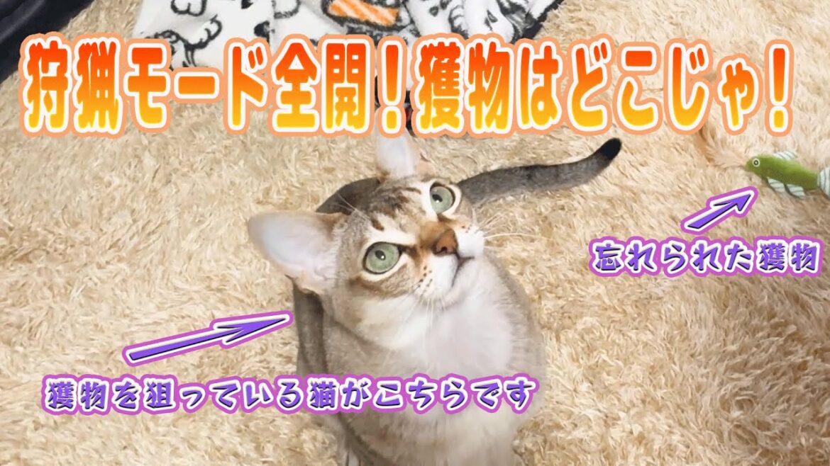 【シンガプーラ】狩猟モード全開！獲物はどこじゃ！獲物を狙っている猫がこちらです！