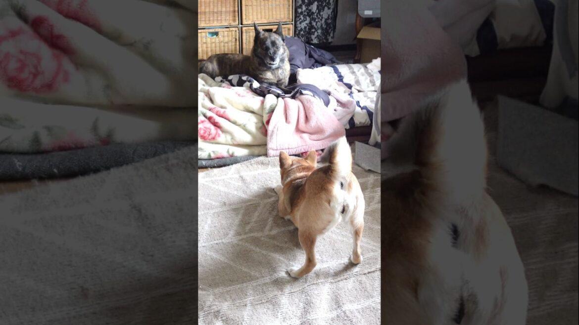 ツンデレ過ぎる甲斐犬 #甲斐犬 #柴犬 #youtubeshorts ツンデレ過ぎる甲斐犬 #甲斐犬 #柴犬 #youtubeshorts