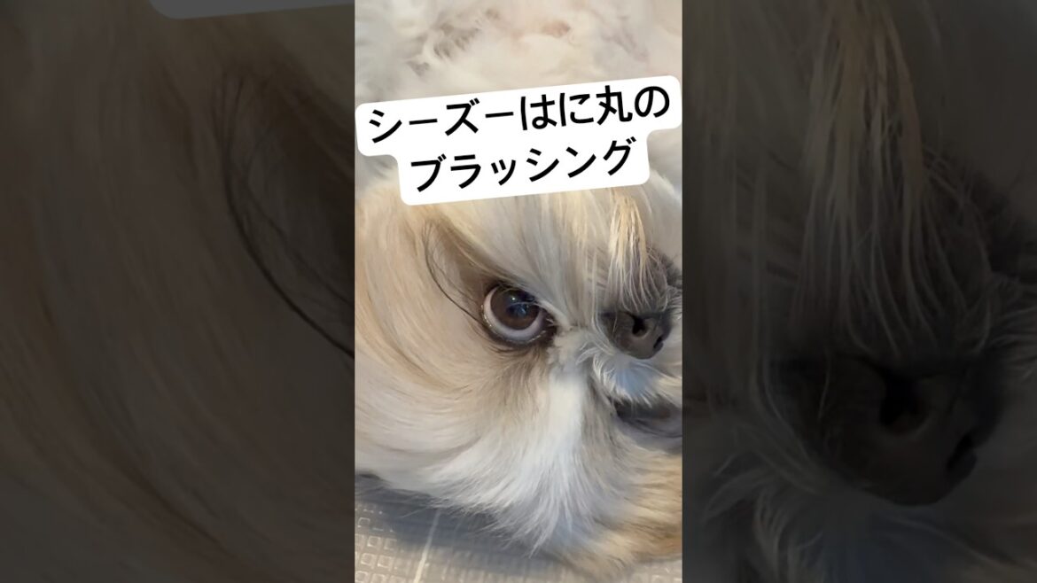 【シーズー】トリミング前のルーティン #シーズー #shihtzu #かわいい #癒し動画 #dog #fluffy #トリミング