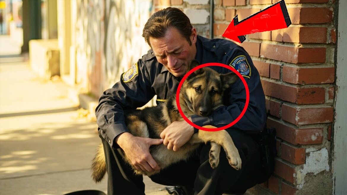 老犬の警察犬ジャーマンシェパードが死にかけていたので、遠吠えしながら飼い主に会いたいと訴えた。