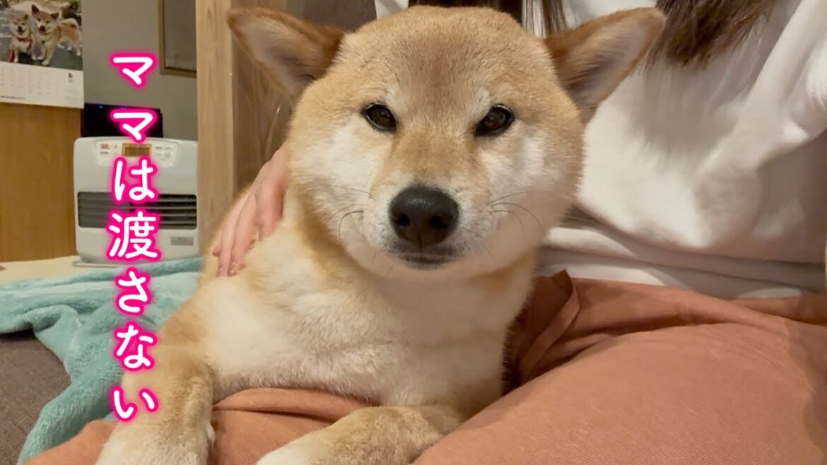 姉柴にママを取られまいと膝の上を死守する柴犬が可愛い