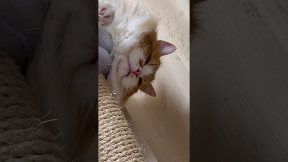 キャットタワーの上から見下ろすにゃんこ　#ねこ #マンチカン #マンチカン長毛  #マンチカン短足 #猫のいる暮らし #猫のいる生活