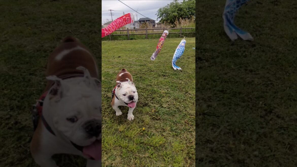 愛犬と飼い主にこの春最大のサプライズが！#short#犬#ブルドッグ#2025年