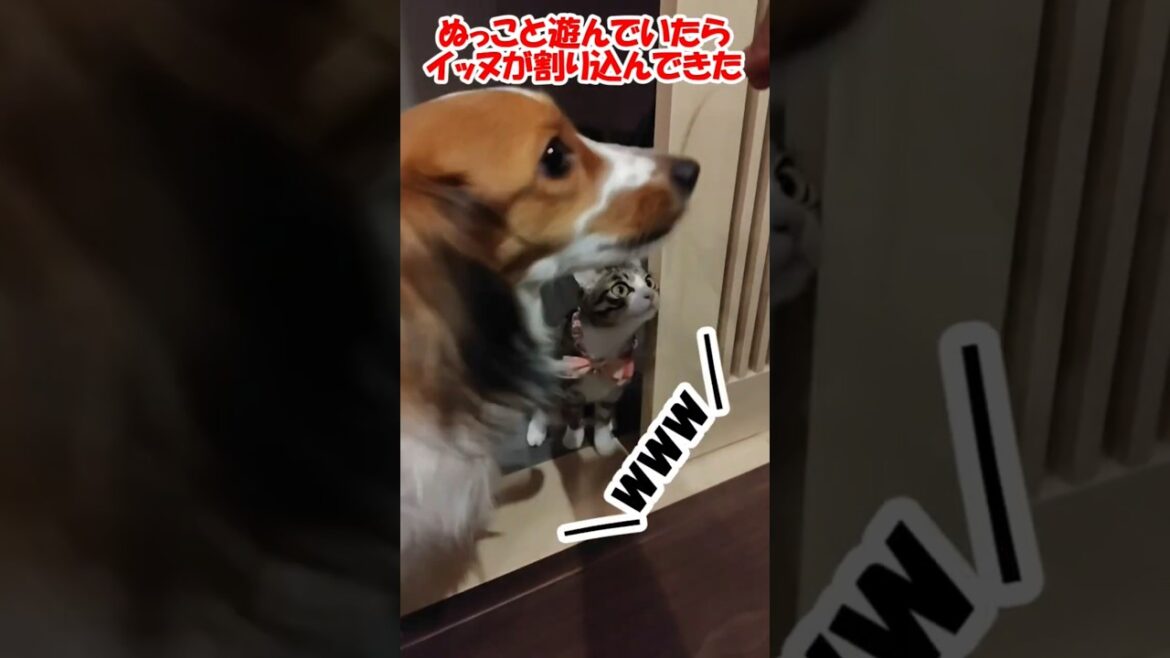ぬっこと遊んでいたらイッヌが割り込んできた #保護猫 #コーイケルホンディエ
