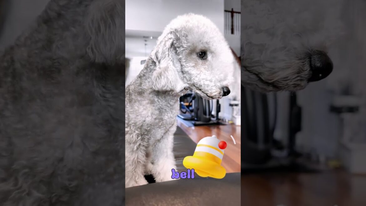 Lava Chicken Bedlington #dog #fyp #shorts #puppy #pets