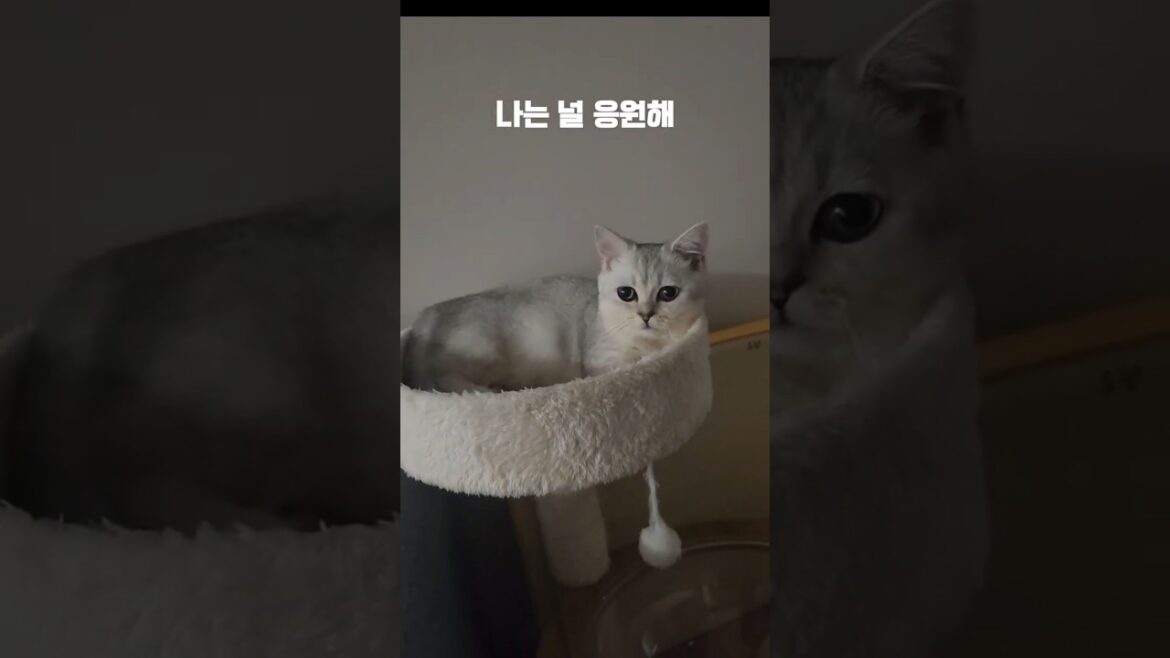 멈추고 숨 쉬고 내려놓고 웃자#cat #고양이 #시험기간#응원