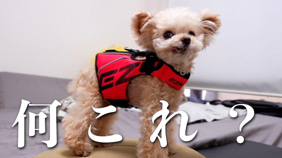 犬用ライフジャケット買っちゃいました【トイプードル】