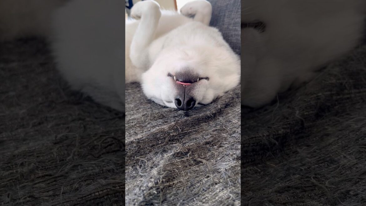 寝顔がブサイクすぎるハスキー #シベリアンハスキー #ハスキー #ハスキー犬 寝顔がブサイクすぎるハスキー #シベリアンハスキー #ハスキー #ハスキー犬