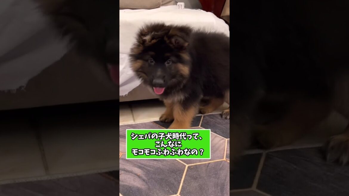 シェパードパピーの動画見て笑ったら寝ろwww　#シェパード #子犬 #子犬のいる暮らし