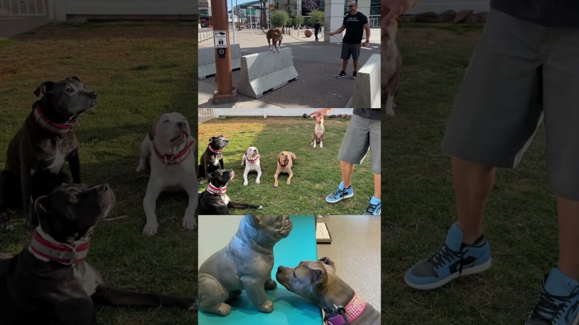 シナジー効果への準備はできていますか？ #dogtraining