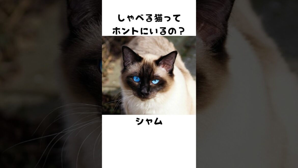 意外と知らないシャム🐈