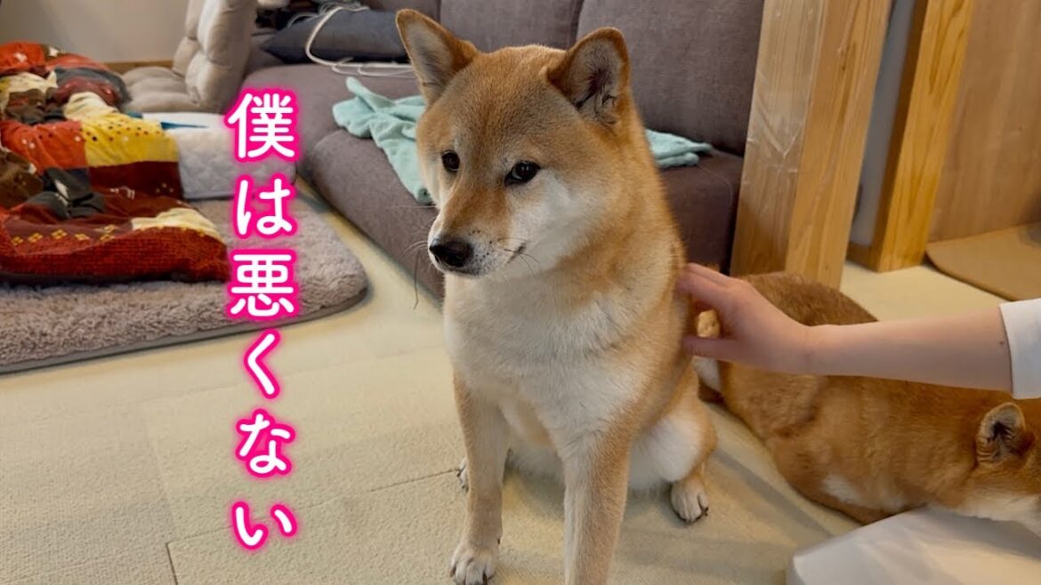 【悲報】愛犬がとんでもないことになりました… 【悲報】愛犬がとんでもないことになりました…