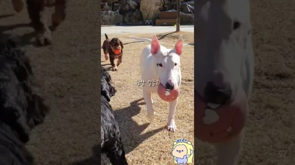 매일 매일 모든 순간이🎵 댕댕이 버전 #블레싱 #blessing #휴복 #Shorts #강아지 #doglife