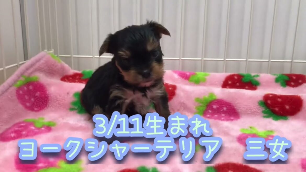 3/11生 ヨーキー仔犬【三女①】(ヨークシャーテリア)
