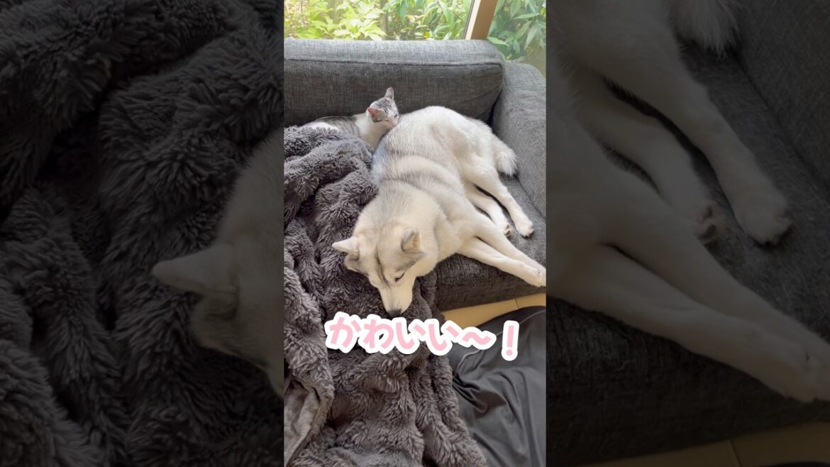 ハスキーを枕にしてる子猫 #シベリアンハスキー #ハスキー #子猫