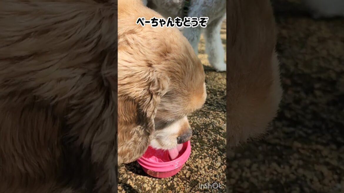 カナの決めごと #shorts #キャバリアキングチャールズスパニエル #アメリカンコッカースパニエル #トイプードル #3ワン