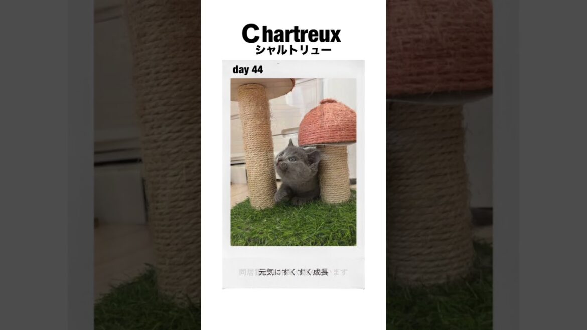 #shorts 44日目【シャルトリュー子猫】男の子たち #シャルトリュー #子ネコ