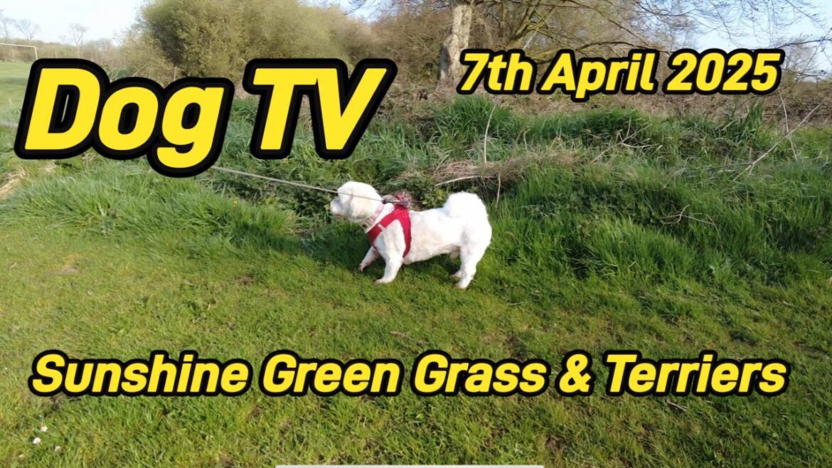 Dog TV | At Home with The Terriers