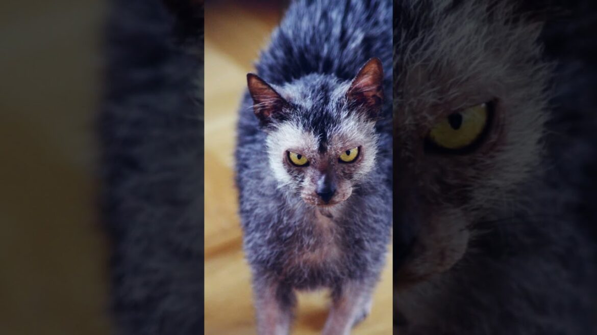 15 Underrated Cat Breeds You Need to Know! #CatBreeds #UnderratedCats #FelineFriends #CatLovers #cat 15 Underrated Cat Breeds You Need to Know! #CatBreeds #UnderratedCats #FelineFriends #CatLovers #cat