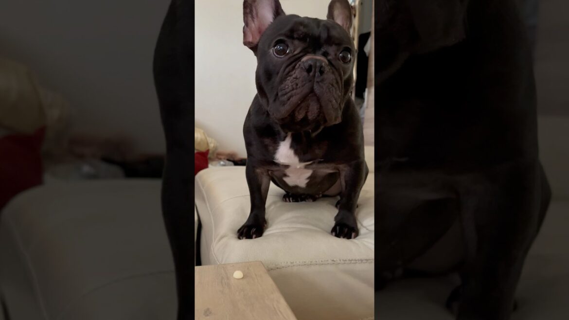 【次は？】指示待ちのフレンチブルドッグ🐶#frenchie #frenchbulldog #frenchbulldoglife #shorts