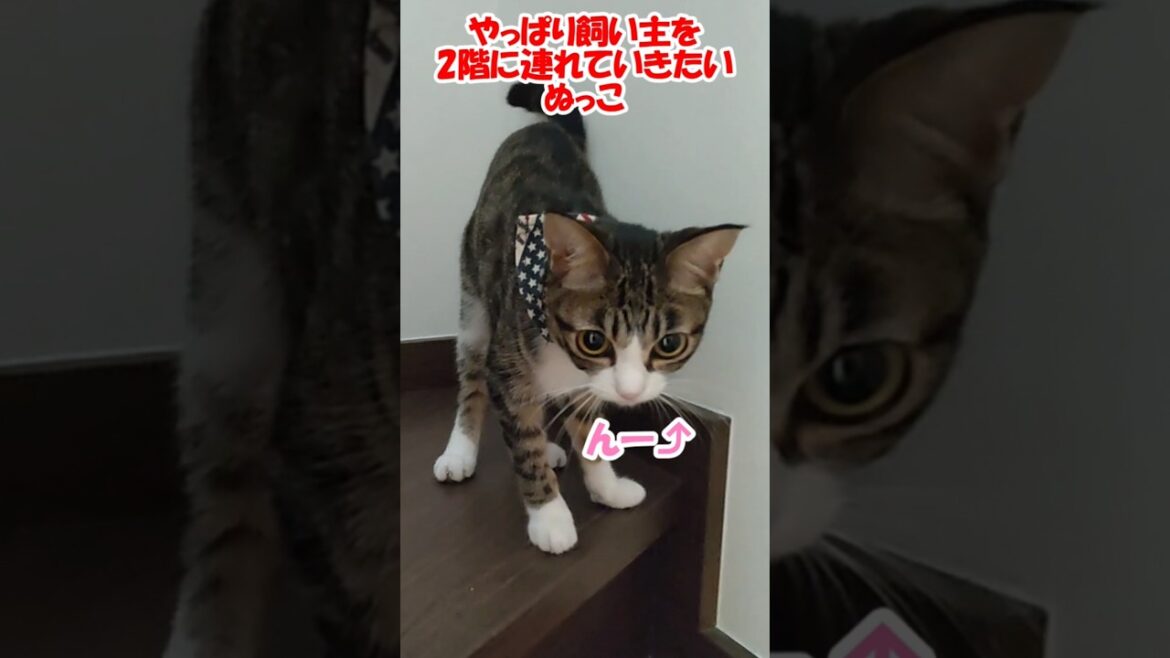 やっぱり飼い主を2階に連れていきたいぬっこ #保護猫