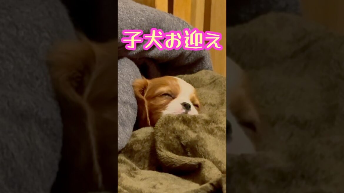 子犬を迎えた、かわいすぎる瞬間たちを駆け抜ける！ #puppy #humpback