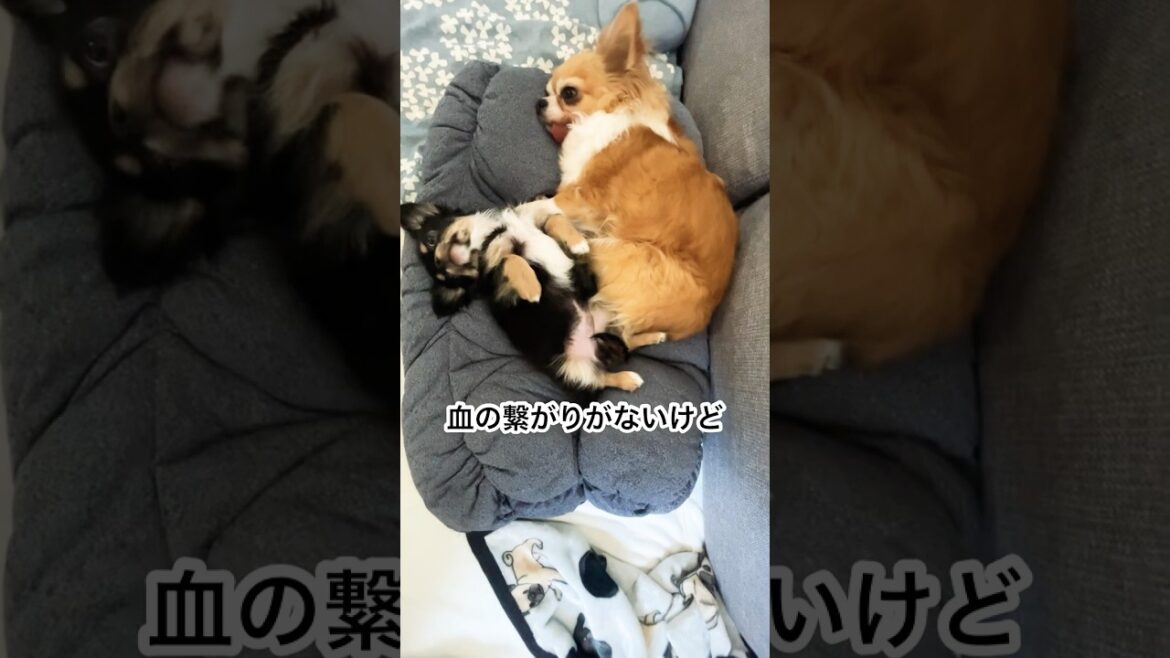 【チワワの添い寝する姿に癒される】#shorts #chihuahuapuppy #chihuahua #癒し #多頭飼い #チワワ