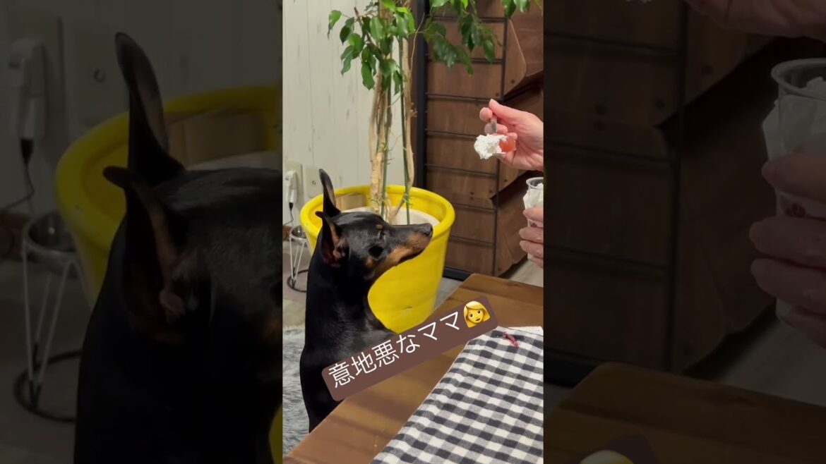 ママの意地悪 #miniaturepinscher #ミニピン #犬 #ミニチュアピンシャー