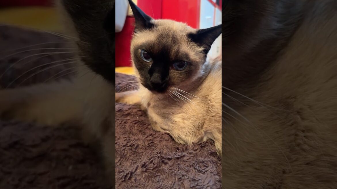 同居猫がペロペロしたがるので自分はペロペロを我慢したのに急に立ち去られてビックリのたぬき猫なのにゃ♪ #cat #シンガプーラ #トンキニーズ#たぬき猫#singapura#tonkinese