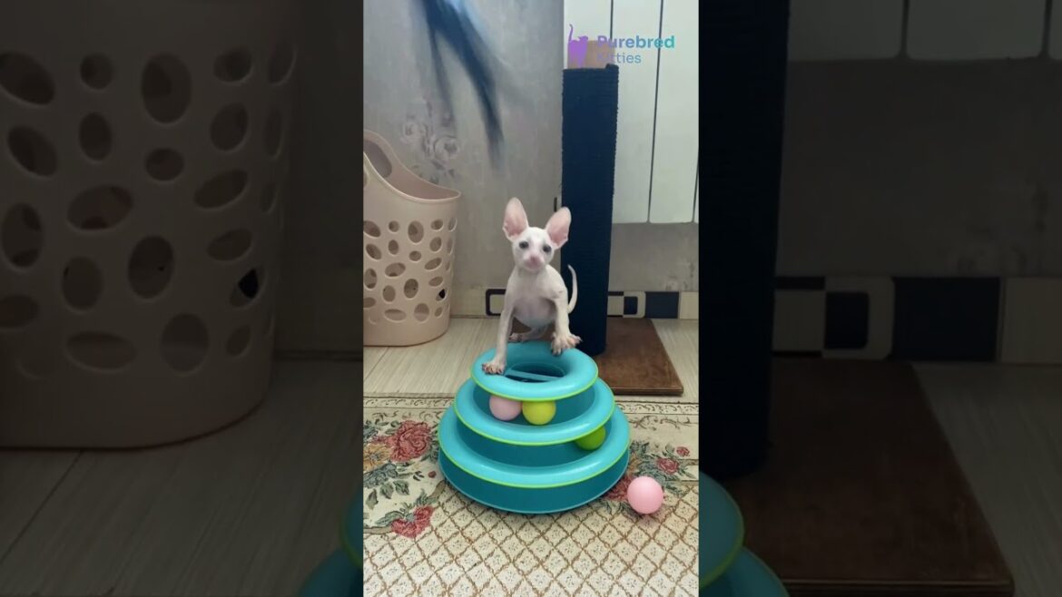 Adopt Moor: Your White Cornish Rex Kitten 🤍 Hypoallergenic, Sweet & Full of Energy! #CornishRex